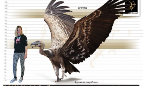 权威薤白主治什么平台,分享专业薤白主治功能和作用知识_薤白及主治网